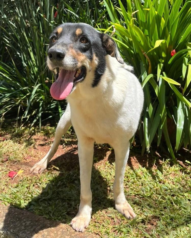 Bolt, cachorro de porte médio para adoção em São Paulo - SP