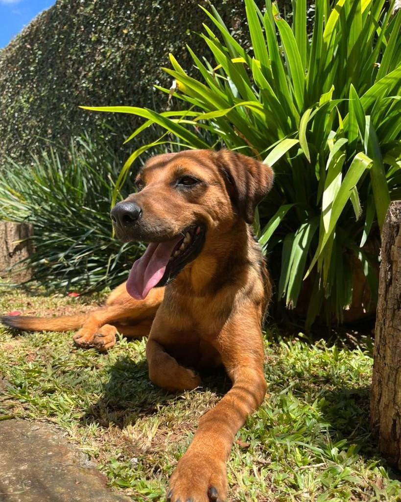 Amália, cachorro de porte médio para adoção em São Paulo - SP