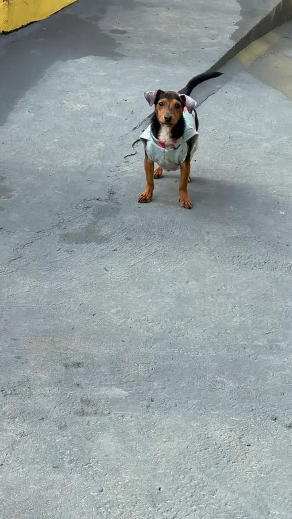 Pingo, cachorro de porte pequeno para adoção em São Paulo - SP