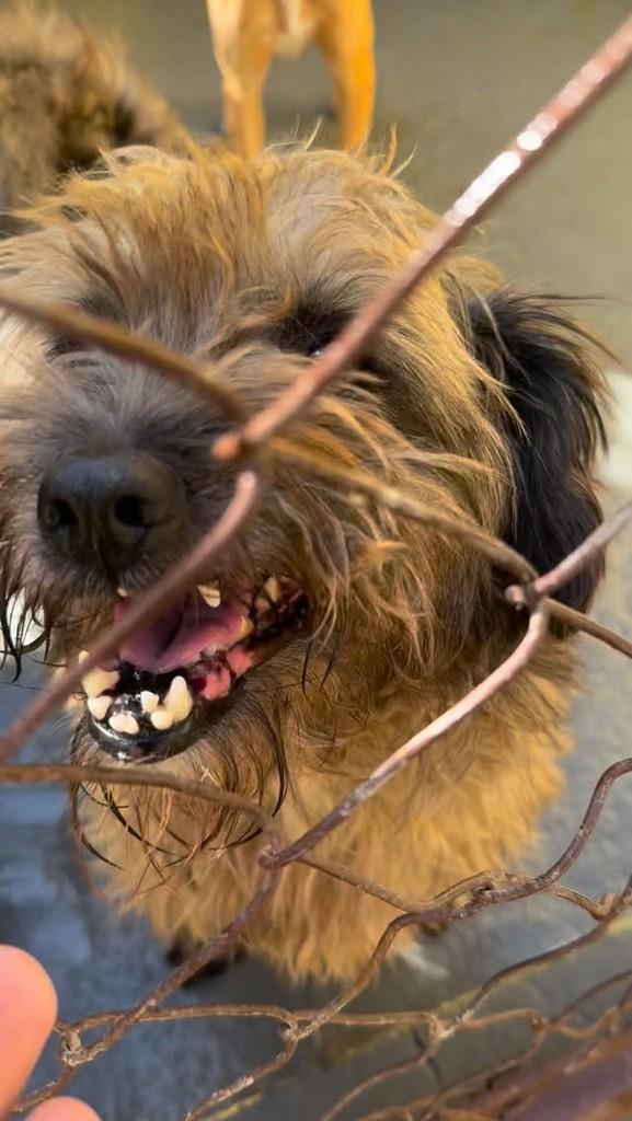 Max, cachorro de porte pequeno para adoção em São Paulo - SP
