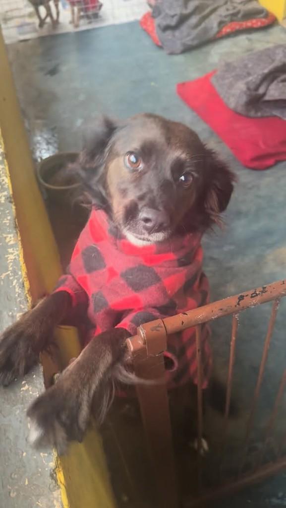 Penélope, cachorro de porte médio para adoção em São Paulo - SP