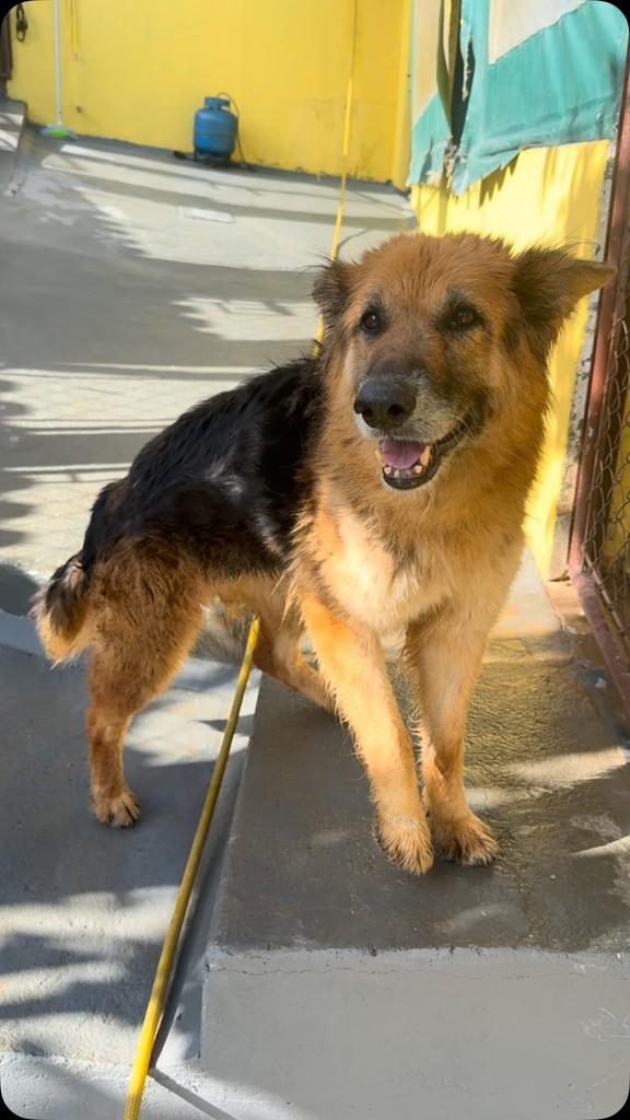 Laika, cachorro de porte médio para adoção em São Paulo - SP
