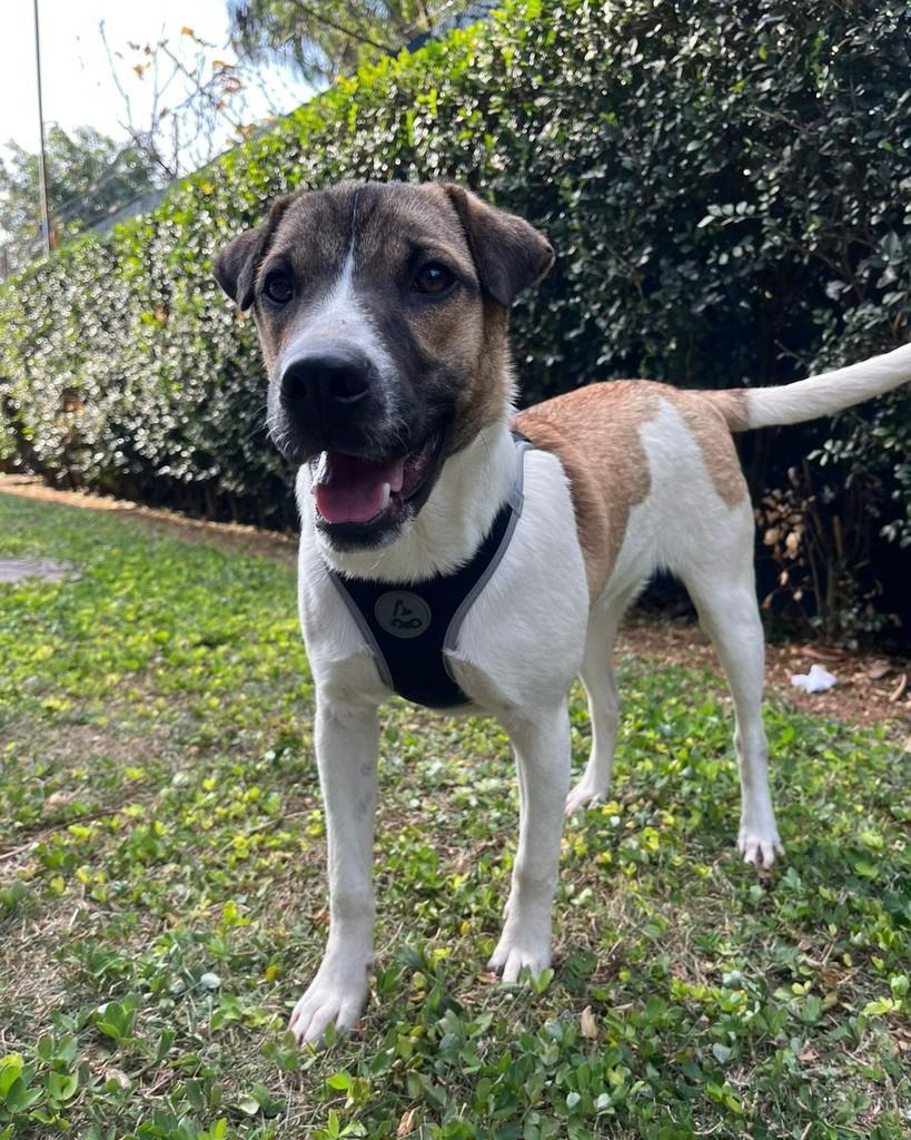Popó, cachorro de porte médio para adoção em São Paulo - SP