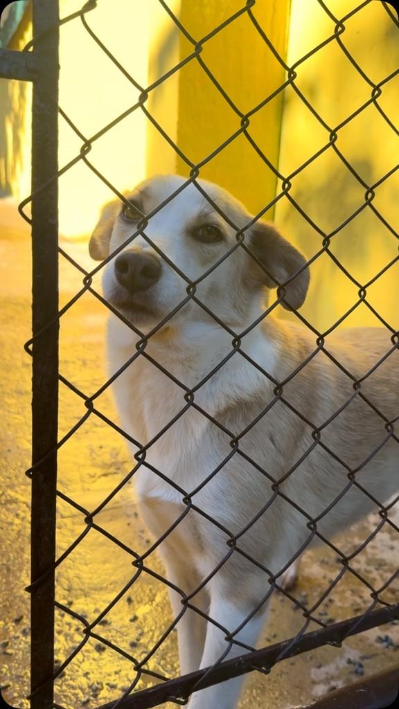Crystal, cadela de porte médio para adoção em São Paulo - SP