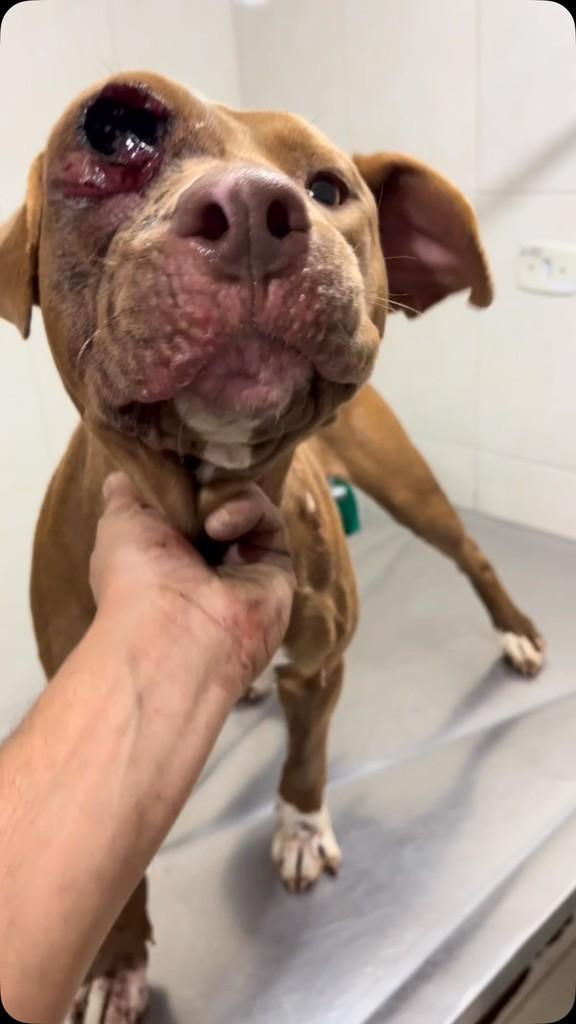 Ravena, cadela de porte médio para adoção em São Paulo - SP