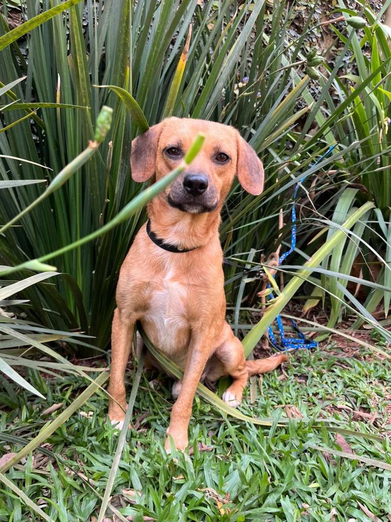 Batata, cachorro de porte médio para adoção em São Paulo - SP