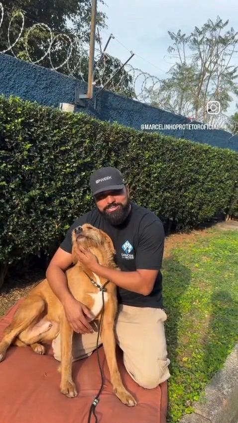 Lorde, cachorro de porte grande para adoção em Rio de Janeiro - RJ