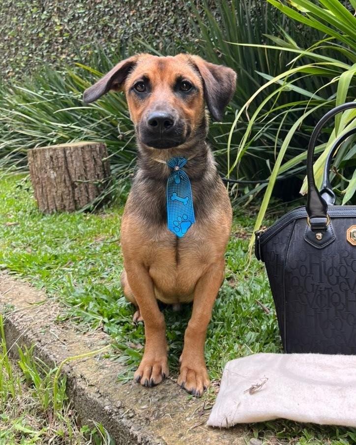 Bob, cachorro de porte pequeno para adoção em São Paulo - SP