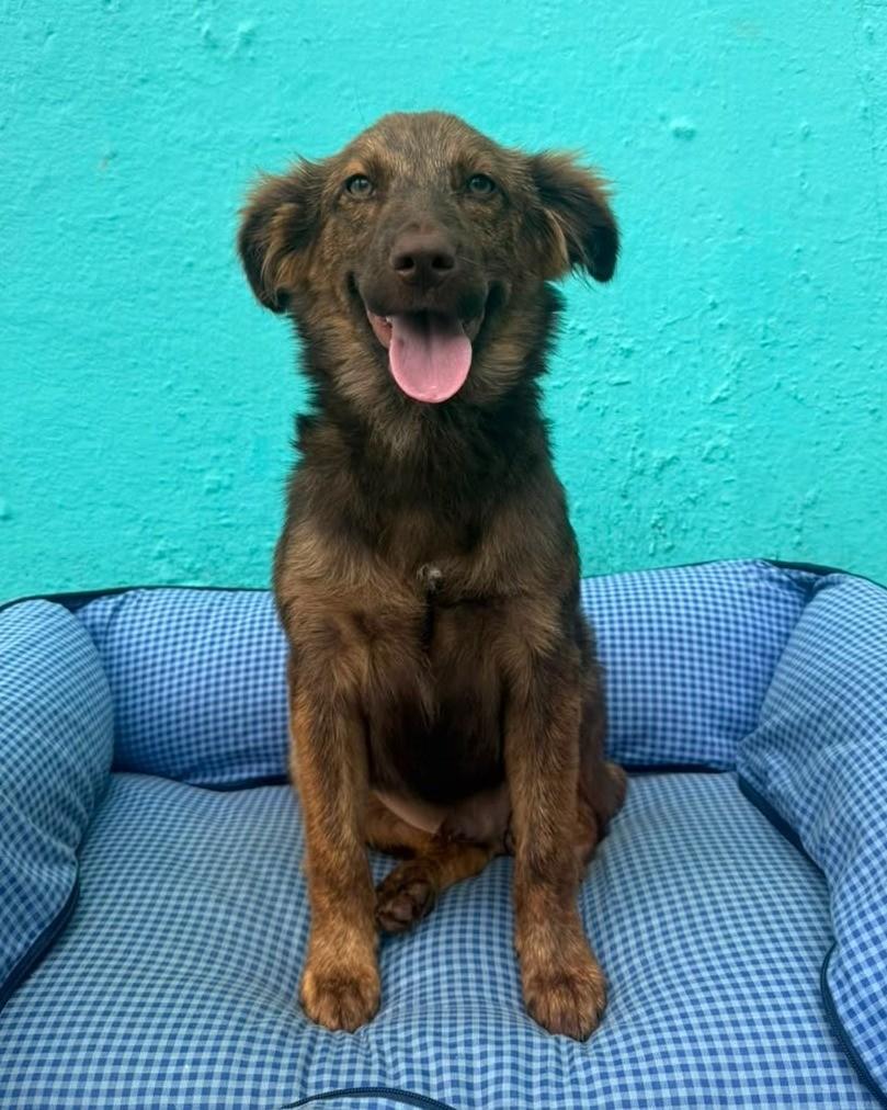 Cau, cachorro de porte médio para adoção em São Paulo - SP