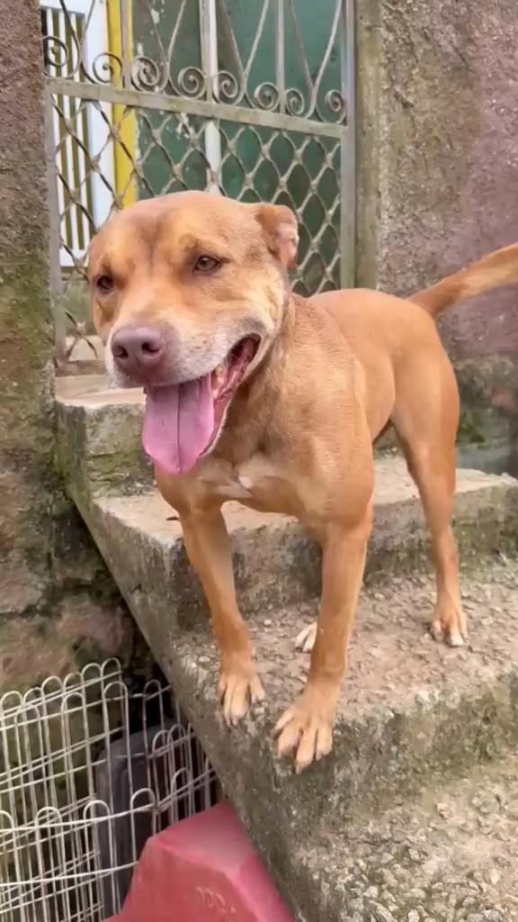 Brad Pit, cachorro de porte médio para adoção em São Paulo - SP