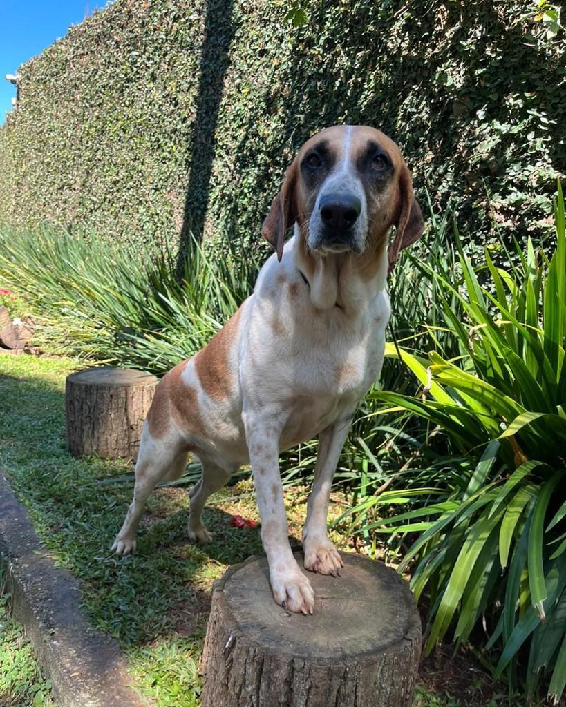 Fausto, cachorro de porte grande para adoção em Mairiporã - SP
