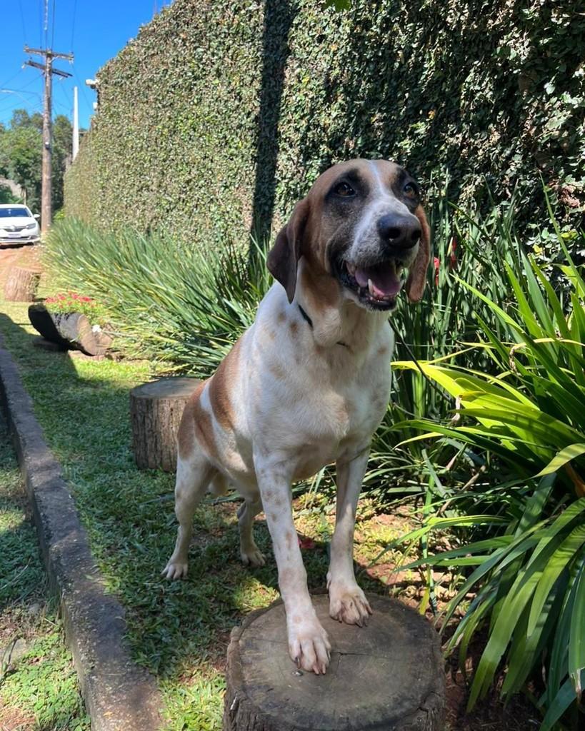 Fausto, cachorro de porte grande para adoção em Mairiporã - SP — foto 2 de 4
