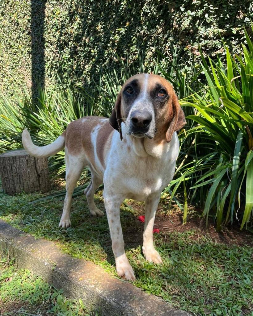 Fausto, cachorro de porte grande para adoção em Mairiporã - SP — foto 4 de 4