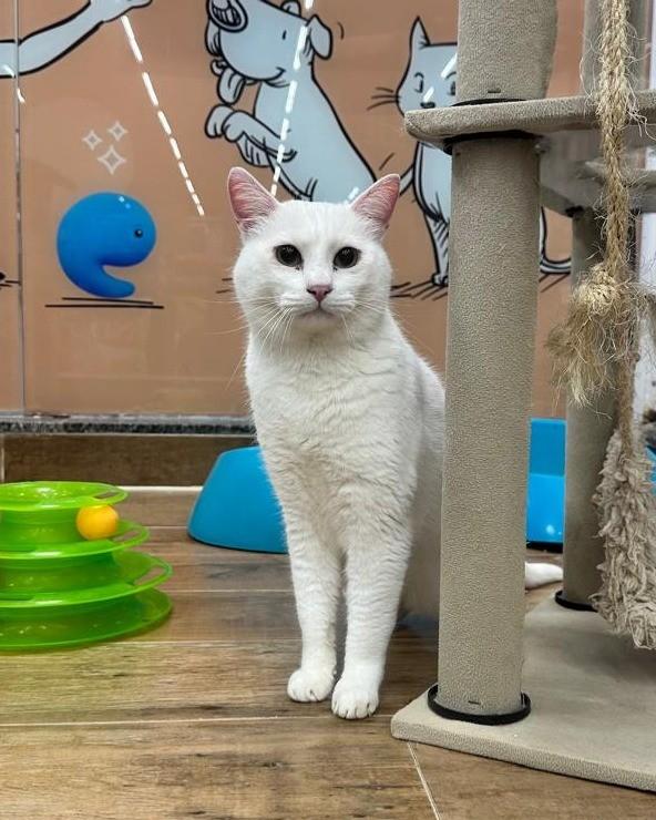 Arquimedes, gato de porte médio para adoção em São Paulo - SP