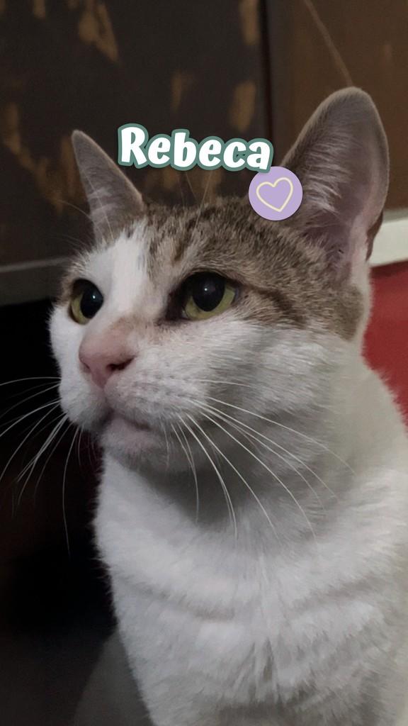 Rebeca, gata para adoção em Rio de Janeiro - RJ