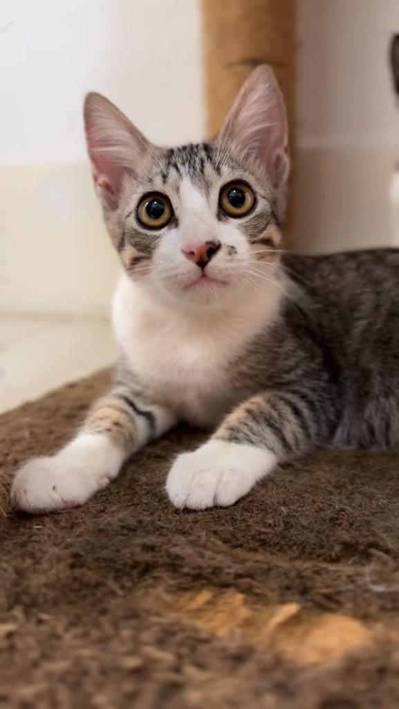 Pincel, gato para adoção em Rio de Janeiro - RJ