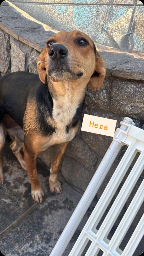 Hera, cadela de porte médio para adoção em Rio de Janeiro - RJ