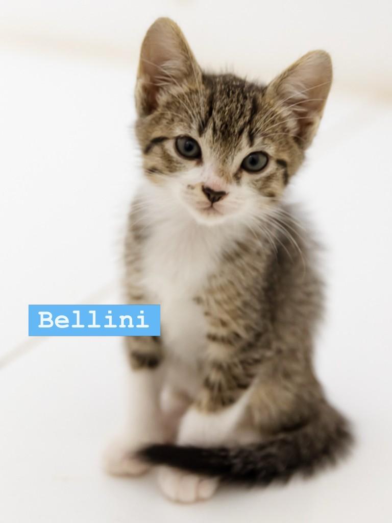 Bellini, gato de porte pequeno para adoção em Rio de Janeiro - RJ