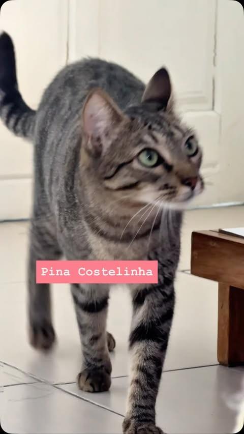 Pina, gata de porte pequeno para adoção em Rio de Janeiro - RJ