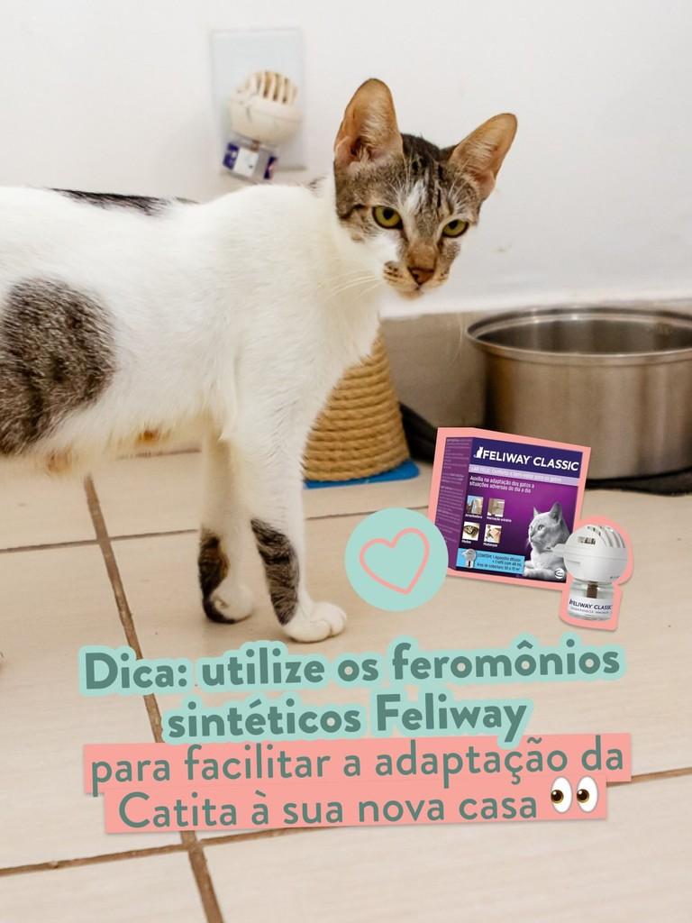 Catita, gata de porte médio para adoção em Rio de Janeiro - RJ