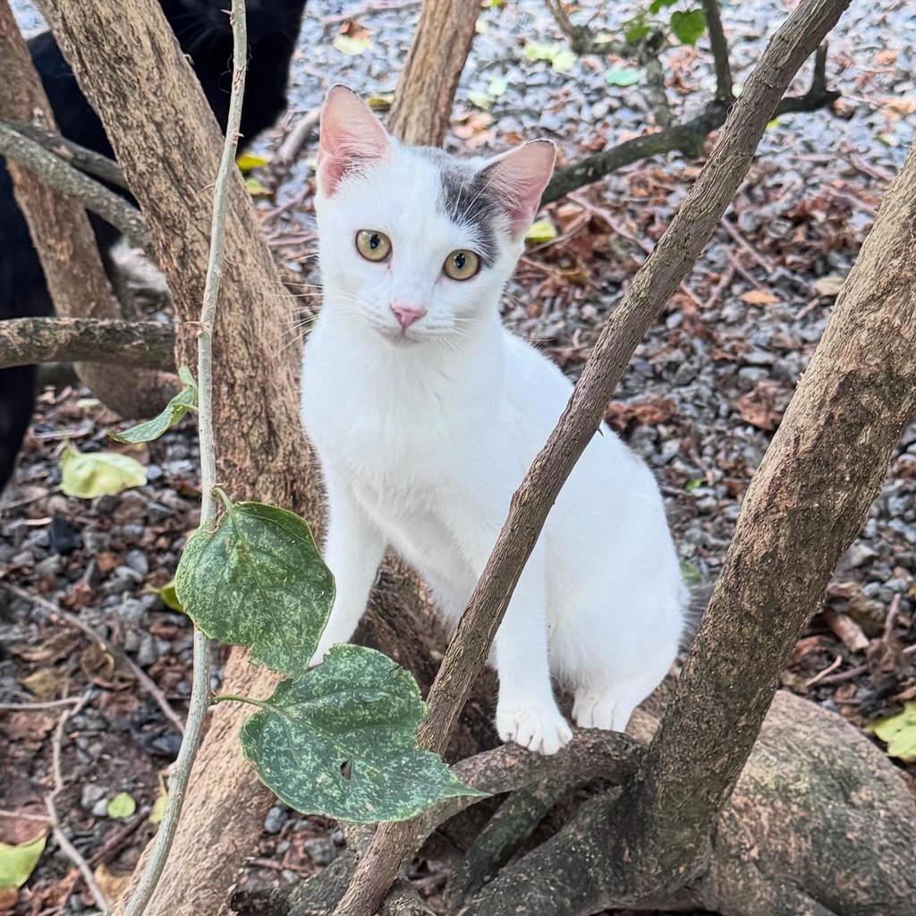 Heleninha, gato de porte pequeno para adoção em Jaraguá do Sul - SC