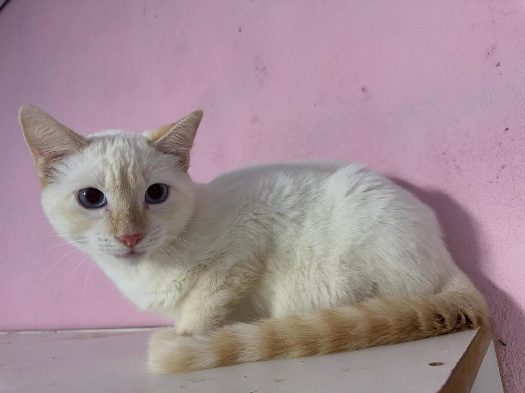 Mingau, gato para adoção em Jaraguá do Sul - SC