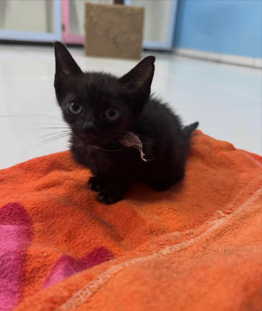 Batman, gato de porte pequeno para adoção em Jaraguá do Sul - SC