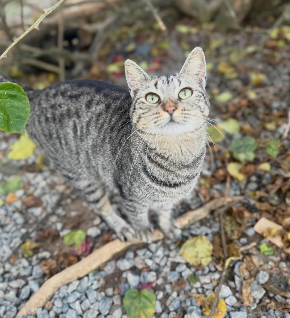 Cássia, gata de porte médio para adoção em Jaraguá do Sul - SC
