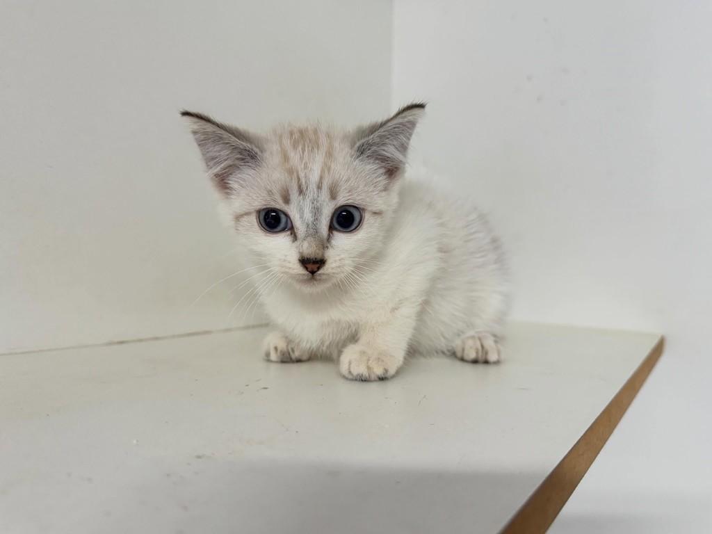 Hanna, gato de porte pequeno para adoção em Jaraguá do Sul - SC