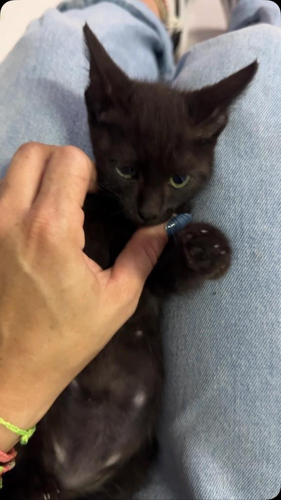 Endrick, gato de porte pequeno para adoção em Jaraguá do Sul - SC