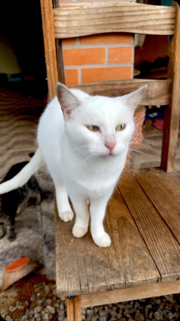 Bianca, gata para adoção em Jaraguá do Sul - SC