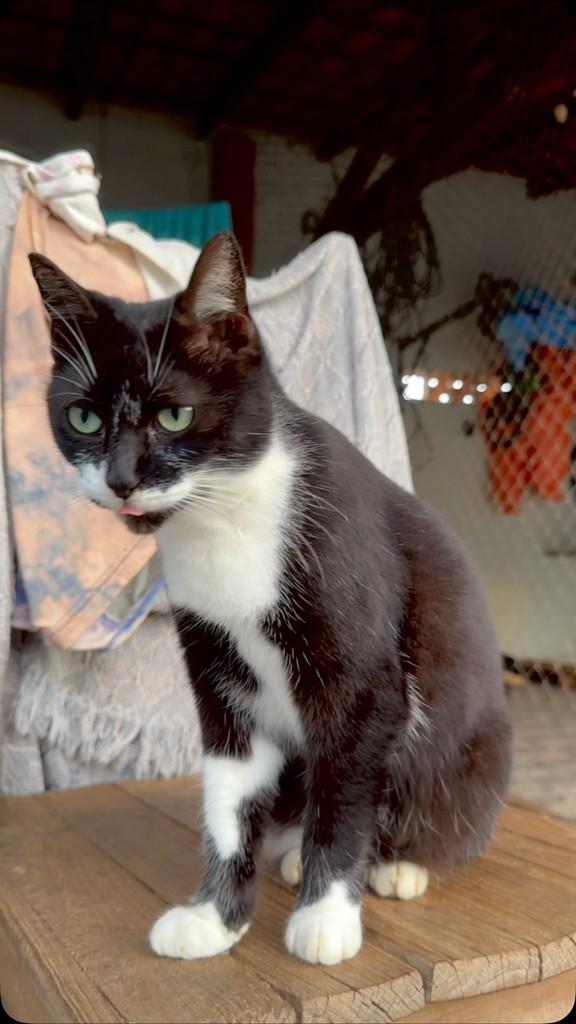 Guria, gata de porte médio para adoção em Jaraguá do Sul - SC