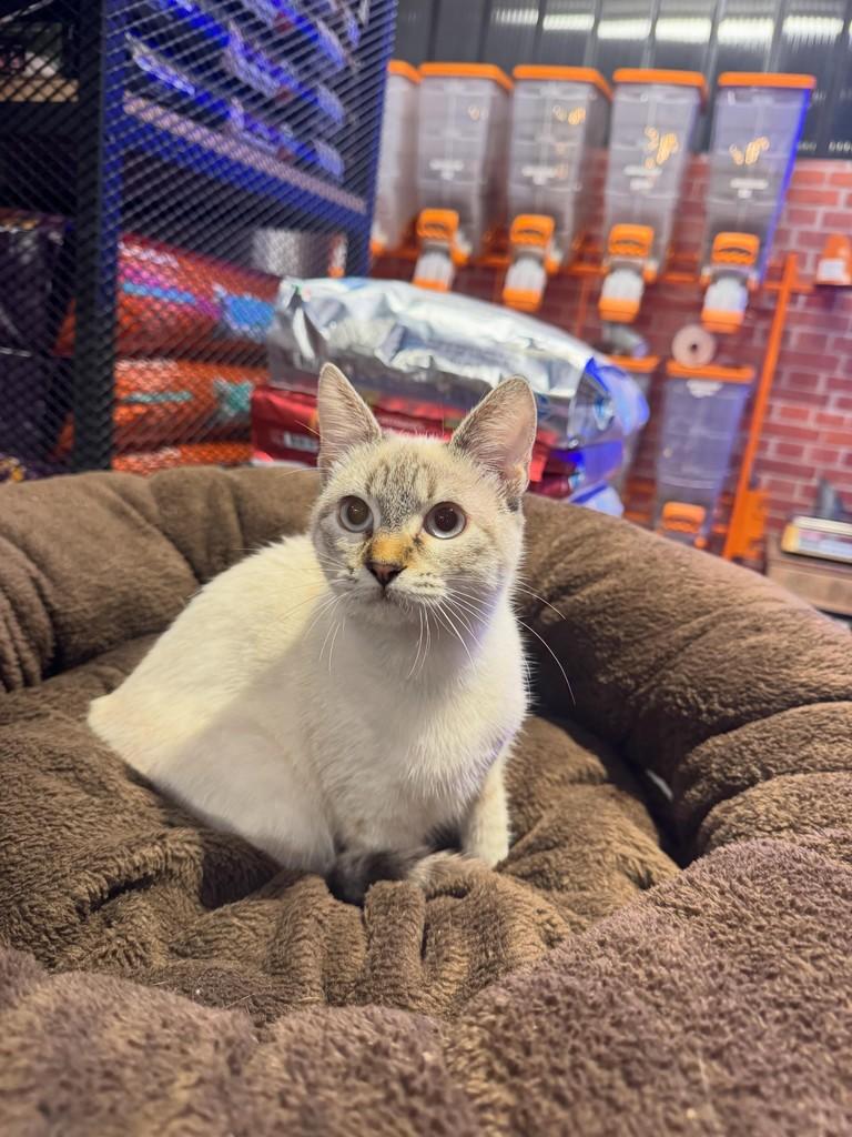 Maisena, gata de porte pequeno para adoção em Jaraguá do Sul - SC