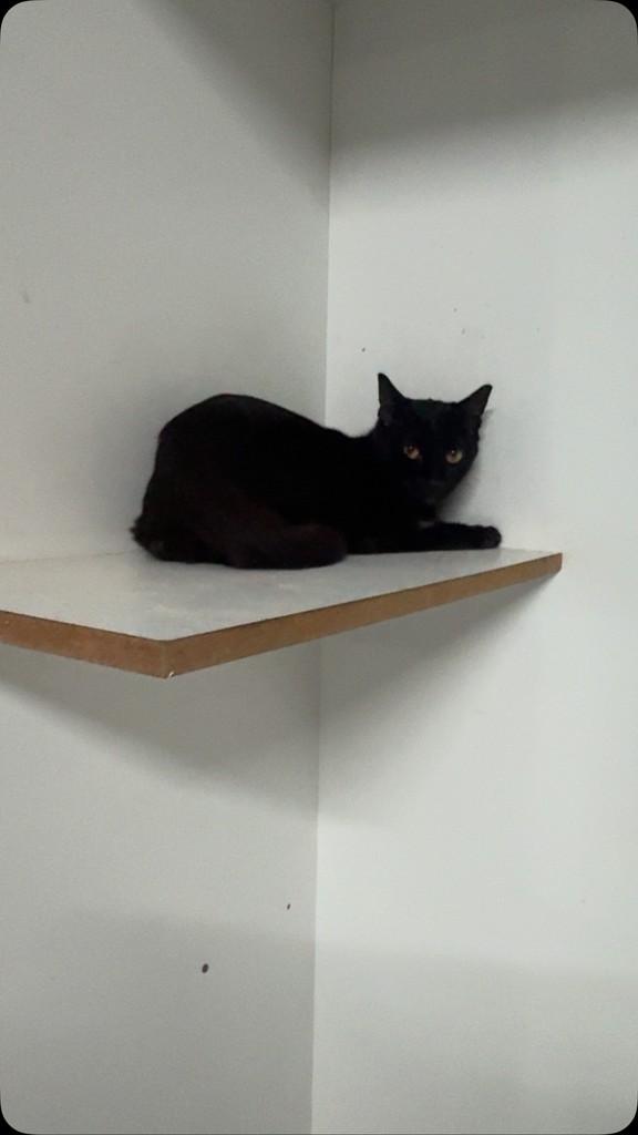 Monalisa, gata de porte pequeno para adoção em Jaraguá do Sul - SC