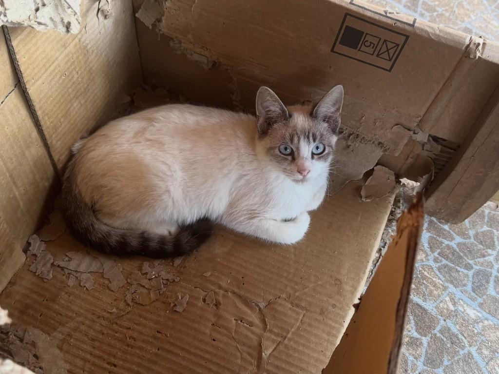 Aquiles, gato de porte pequeno para adoção em Jaraguá do Sul - SC