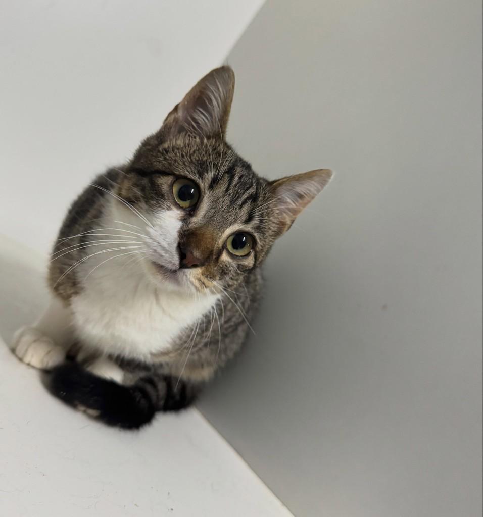 Oliver, gato de porte pequeno para adoção em Jaraguá do Sul - SC
