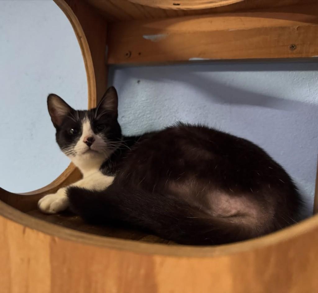 Tina, gata de porte pequeno para adoção em Jaraguá do Sul - SC