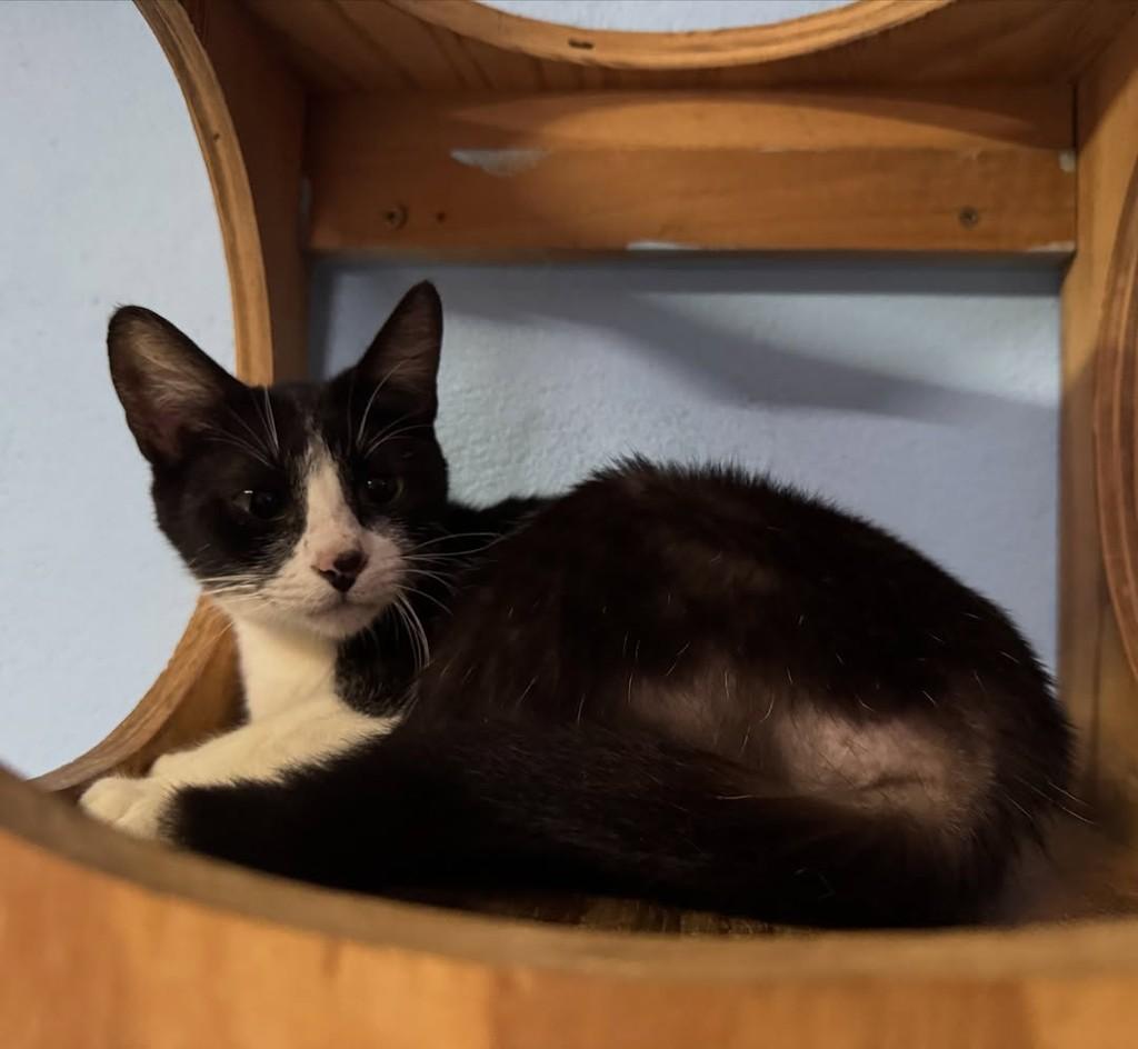 Tina, gata de porte pequeno para adoção em Jaraguá do Sul - SC — foto 2 de 4