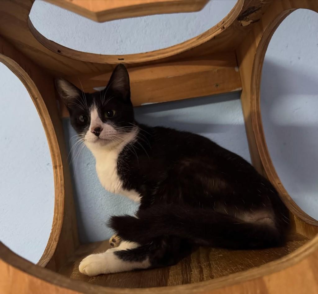Tina, gata de porte pequeno para adoção em Jaraguá do Sul - SC — foto 3 de 4