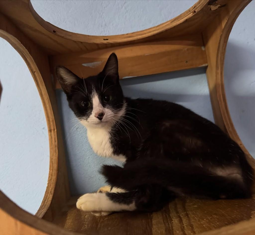Tina, gata de porte pequeno para adoção em Jaraguá do Sul - SC — foto 4 de 4