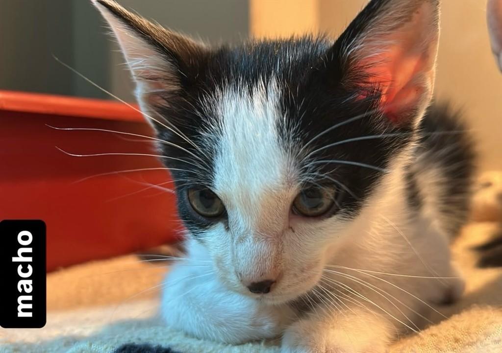 Tonny, gato de porte pequeno para adoção em Jaraguá do Sul - SC