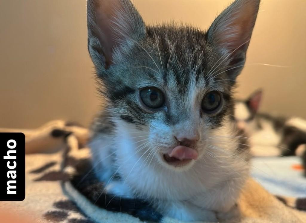 Martin, gato de porte pequeno para adoção em Jaraguá do Sul - SC
