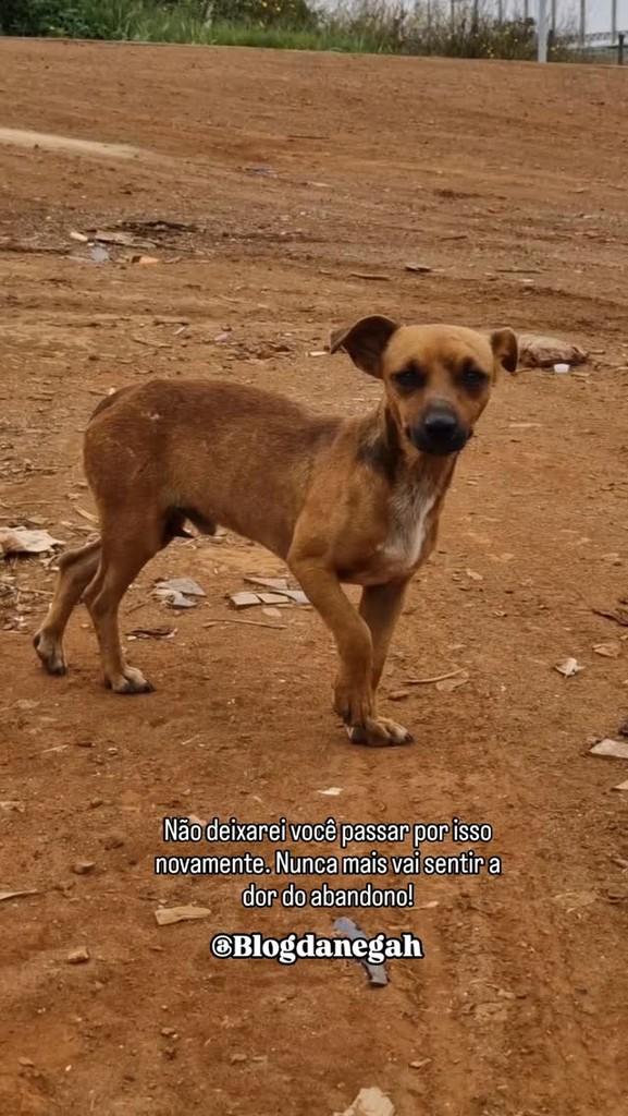 Caju, cachorro de porte pequeno para adoção em Brasília - DF