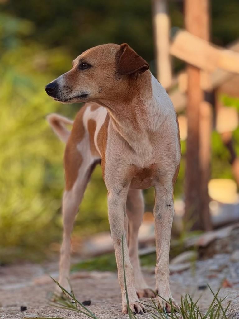 Marilu, cadela de porte médio para adoção em Brasília - DF — foto 5 de 12