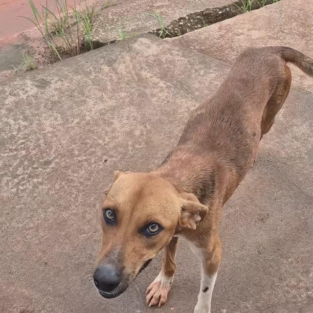 Anjinho, cachorro de porte pequeno para adoção em Bacabal - MA