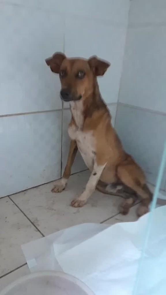 Doguinho, cachorro de porte pequeno para adoção em Bacabal - MA