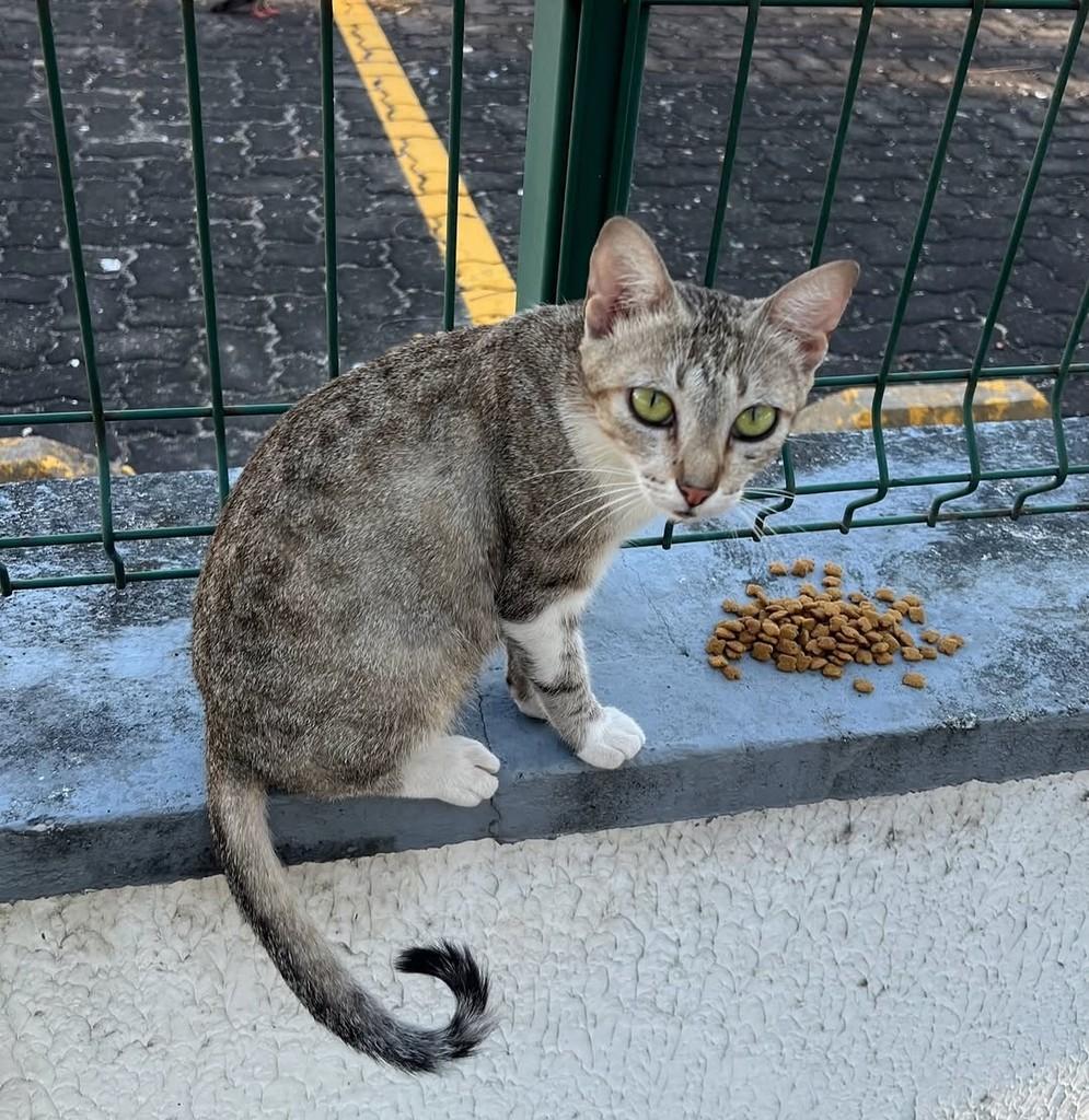 Maria, gato de porte médio para adoção em Fortaleza - CE