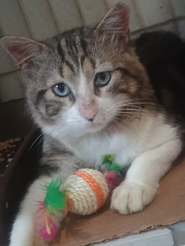 Copacabana, gato de porte pequeno para adoção em Fortaleza - CE
