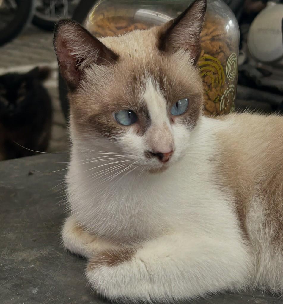 Bibi, gato de porte médio para adoção em Fortaleza - CE