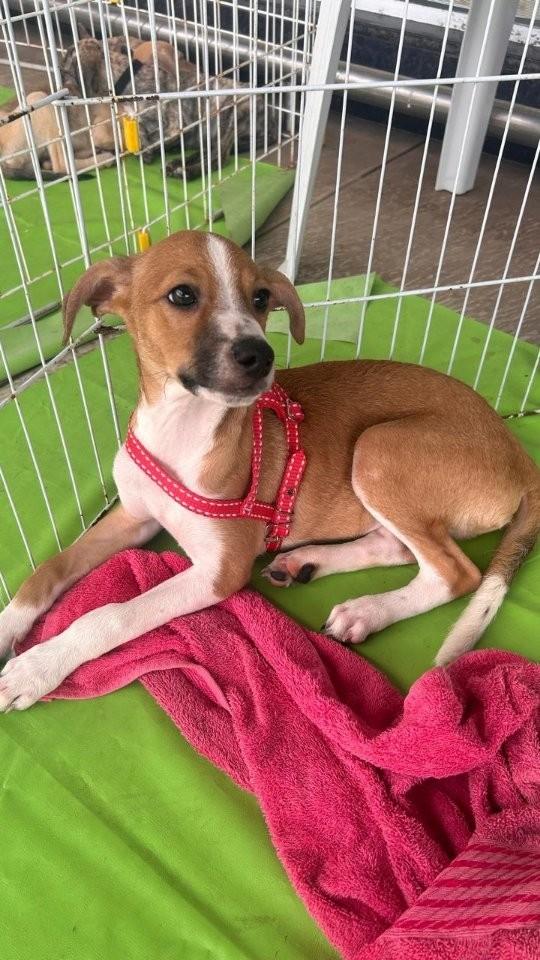 Rick, cachorro de porte pequeno para adoção em Fortaleza - CE